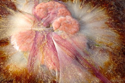 jellyfish closeup